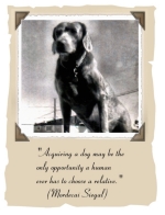 This majestic old hound dog illustrates the Mordecai Siegal quote: "Aquiring a dog may be the only opportunity a human ever has to choose a relative."