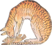 The cat became more to the Egyptians than just a normal animal, the cat became a god. Domesticated in Egypt,
around 2000 B.C. most modern cats are descendants of the cats of ancient Egypt.