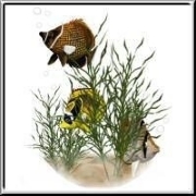 The perfect design for fish lovers, aquarium keepers and hobby fishermen: A swarm of tropical fish, cmplete with airbubbles, hiding among the seaweed. Colorful animal art for nautical people!
