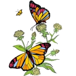 Click on a butterfly design below to see it on a range of t-shirts that will delight anyone who loves butterflies and nature.