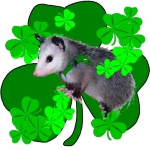 St. Patrick's Day Opossum covered in lucky green clover shamrocks. Great possum design for Saint Paddy's Day parties or anytime for a bit of the luck of the Irish!