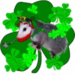 St. Patrick's Day Opossum covered in lucky green clover shamrocks. Great possum design for Saint Paddy's Day parties or anytime for a bit of the luck of the Irish!