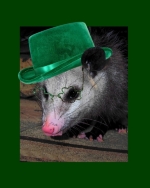 St. Patrick's Day Opossum in leprechaun hat and little green glasses. Great possum design for Saint Paddy's Day parties or anytime for a bit of the luck of the Irish and weariin' o' the green!