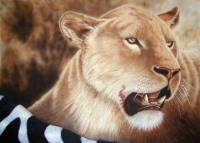 The African lion is one of the largest cats in the world. Wildlife artist Kathie Miller has captured this lioness on a kill using the airbrush.