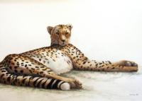 The fastest animal on earth, the Cheetah can reach speeds up to 70 mph in just seconds. Wildlife artist Kathie Miller has captured this big cat in a moment of rest using colored pencils.
