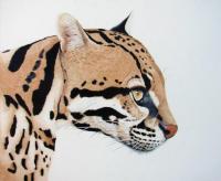 The Ocelot is much larger than the Margay and the Oncilla, although they bear a striking resemblance. Wildlife artist Kathie Miller has captured this small cat with colored pencils.