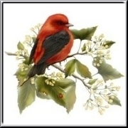 <script type="text/javascript"> location.replace("/artshirts/Tanager-Songbird/_s_194001");</script>
<noscript>This Section has been moved to <a href="/artshirts/Tanager-Songbird/_s_194001">here</a></noscript>
