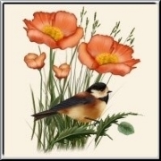 Colorful poppies in windblown long grass, with a cute songbird sitting among them - a beautiful digitally painted floral design for gardeners, birdlovers and nature geeks.