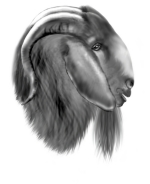 Boer Goat Breeders will love these goat t-shirts- Great gifts for Birthdays, Mother's Day, Father's Day, unique Easter gift giving too. Goat Breed T-shirts for Goat Lovers. GetYerGoat