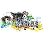 This Australian Shepherd family has settled down for a nap, the tri color and blue merle adults are fast asleep but look who's holding out - the tiny blue merle puppy.