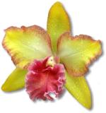 An orchid corsage t-shirt for those special days. A perfect gift for Mother's day.