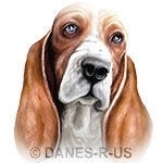 Red & White and LONG floppy ears - it's everybody's favorite hound - the Basset!