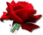 A perfect rose corsage to wear anywhere. A great Mother's Day gift.