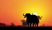 A herd of Cape buffalo stand in silhouette against the fires of the setting sun.