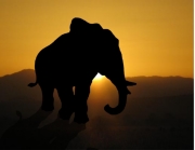 A magnificent bull elephant is starkly silhouetted against the fires of the setting sun.