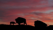 A family of American bison settle down for the night starkly silhouetted against a beautiful sunset.