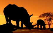 A rhino mother and her calf drink from the local water hole while the sun sets behind them. Their silhouettes contrast starkly against the fire of the sunset.