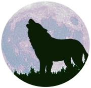 A wolf howls at the full moon. His silhouette contrasts starkly against the moons brightness.