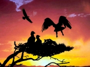 High in the treetops two eagle chicks wait as a parent comes in from hunting. Their silhouettes are a stark contrast against the fiery sky of the setting sun.