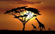 A mother giraffe and her calf prepare to settle down for the night under an Acacia tree. Their stark silhouettes against the fire of the sunset.