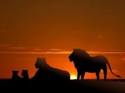 A pride of lions quietly rests as the sun goes down. Their stark silhouette contrasts starkly against the fire of the sunset.