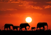 A family of elephants continue with their never ending trek as the sun sets behind them. Their silhouettes stand out against the magnificent colors of the sky.
