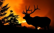 An elk stands on a hilltop as a wildfire rages behind him. His silhouette stands out sharply against the fire in the background.