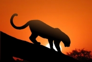 A leopard descends a tree to begin his evening hunt. His silhouette contrasts against the setting sun.