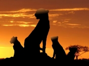A mother cheetah and her three cubs settle down for the night as the sun sets behind them. Their silhouettes stand sharply against the blazing colors of the sunset.