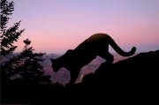 Sunrise in the Grand Canyon. A cougar starts down the hill for the morning hunt. Her silhouette contrasts against the beautiful colors of the canyon below.