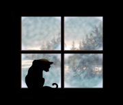 A cat sits in a window looking over a winterly scene. It's definitely not a good day to go outside.