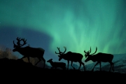 A herd of caribou travel across the arctic tundra. Their silhouettes contrast boldly against the northern lights.