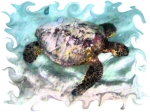 A green sea turtle swims in shallow water in this digital ink painting.