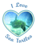 Do you love sea turtles? I Love Sea Turtles in blue script surrounding a blue-bordered heart containing a swimming Green Sea Turtle. Buy "I Love Sea Turtles" shirts here.