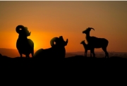A small herd of bighorn sheep settle down for the night. Their silhouettes stand against the blazing sunset behind them.