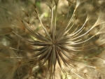 Purple salsify seed globe, with warm golden tones. Photography taken spring 2008 in Corralitos, California.