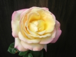 "Peace" rose in full bloom. Yellow with blush tinge at edges. Taken spring 2009 in Corralitos, California.