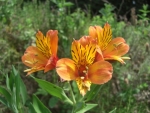 Three orange lilies. Floral photography taken spring 2009 in Corralitos, California.