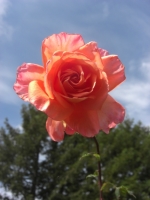 A rose in bloom against a background of trees and sky. Taken spring 2009 in Corralitos, California.