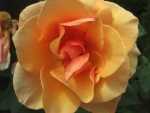 An orange rose with its petals fully opened, making a square shape. Floral photography, taken spring 2009 in Corralitos, California.