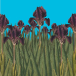 Dwarf Iris