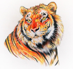Artwork featuring beautiful tigers in various nature scenes.