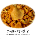 Chanterelle (Cantharellus cibarius) mushroom