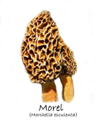 Yellow Morel (Morchella esculenta) mushroom