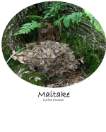 Maitake (Grifola frondosa) mushroom