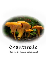 Chanterelle (Cantharellus cibarius) mushroom
