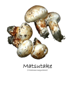 Matsutake mushroom