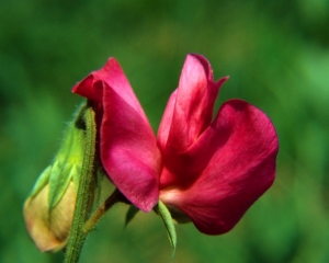 Pea Blossom