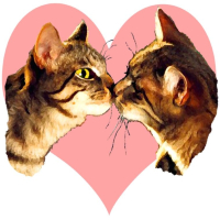 Cat lovers will relate to these t-shirts, drinkware and accessories. Lets face it we love our pets and them are included as a special member of the family. These are the cat's meow. Purrrrrfet gift idea. Buy 2 or more and save.