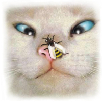 Large image of Kitty's face. This kitty has with a bubble bee on his nose seemes to have poked his cute little nose into a heap of trouble, So days are like that.